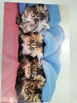 Poster cuccioli: cane e gatto