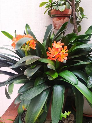 Clivia natural naranja