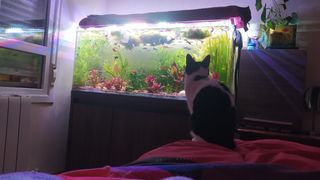 Acuario panorámico  280L con mueble y