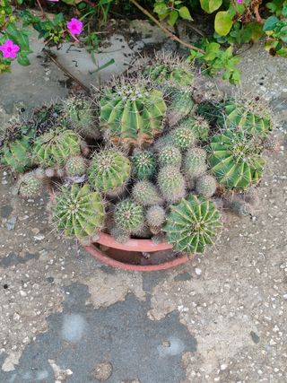 Echinopsis tubiflora fiore rosa polloni