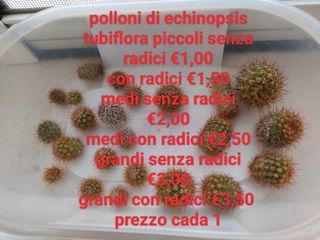 Echinopsis tubiflora fiore rosa polloni