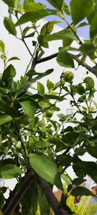 Limonero LUNERO en maceta