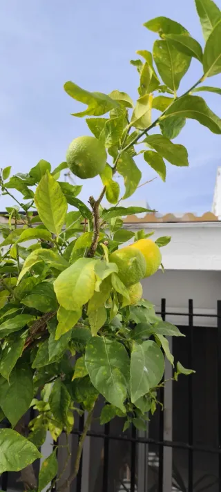 Limonero LUNERO en maceta