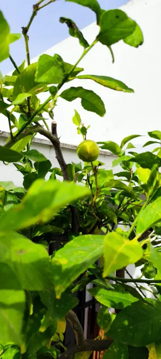 Limonero LUNERO en maceta