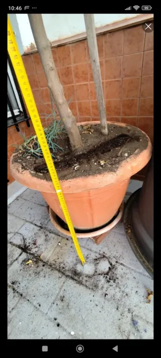 Limonero LUNERO en maceta