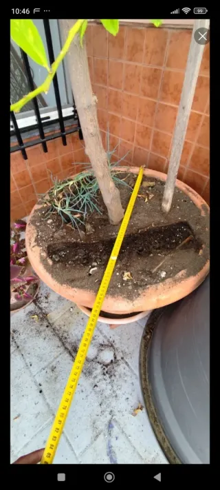 Limonero LUNERO en maceta