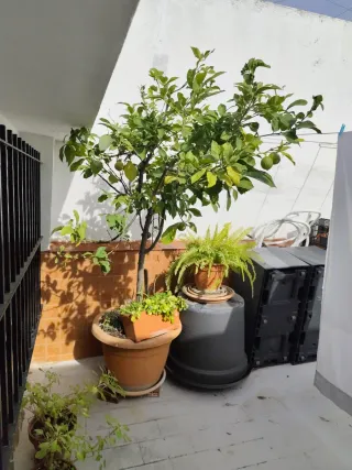 Limonero LUNERO en maceta