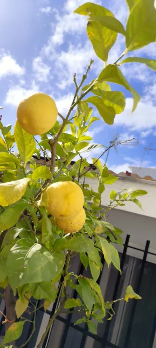 Limonero LUNERO en maceta