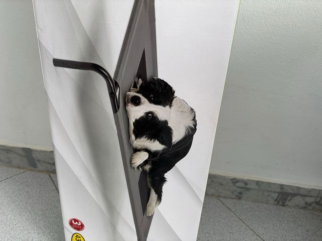 Cama para mascotas ZOOFRI