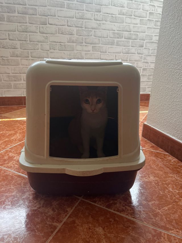 Arenero para gatos usado
