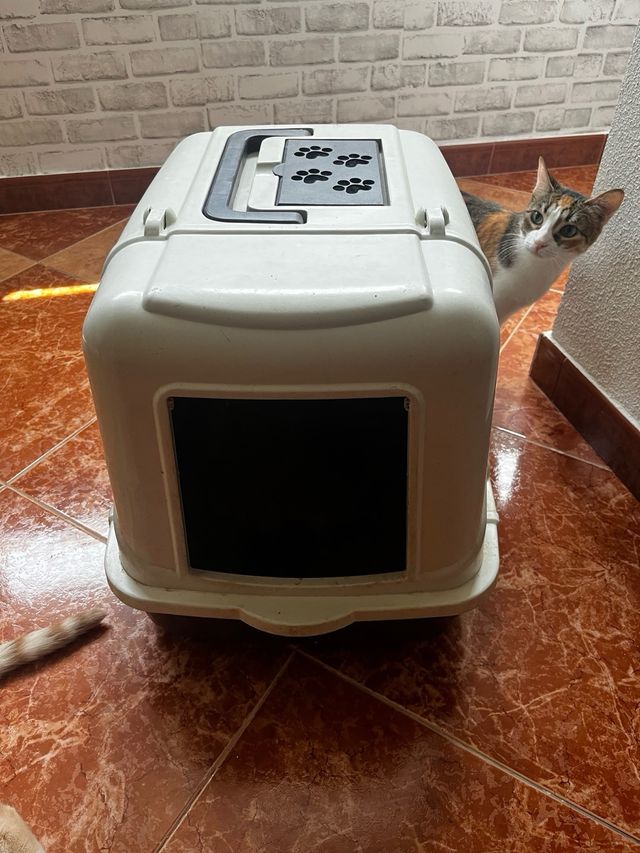 Arenero para gatos usado