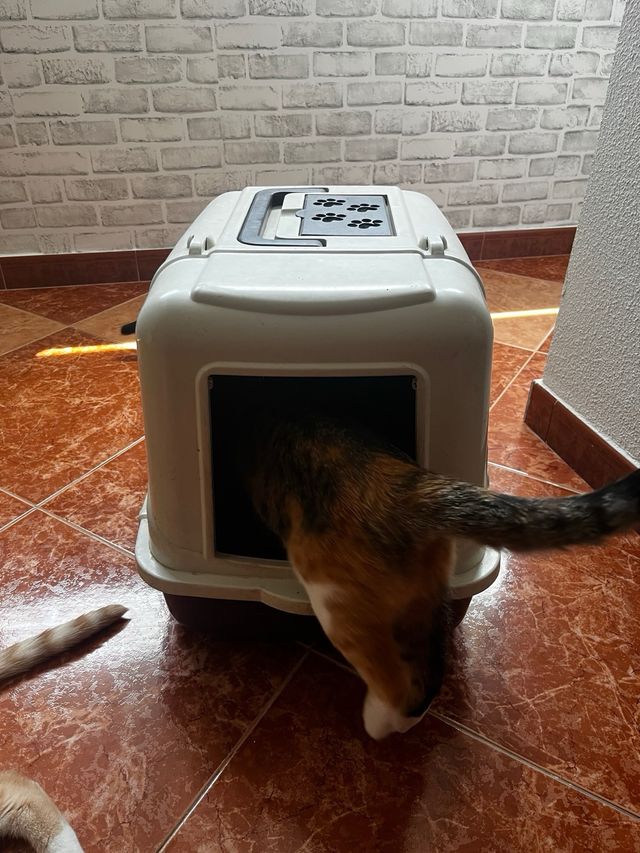 Arenero para gatos usado