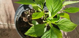 Pianta di dalia nano in vasi