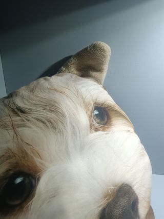 Cuscino stampa cane, 30cm con orecchie
