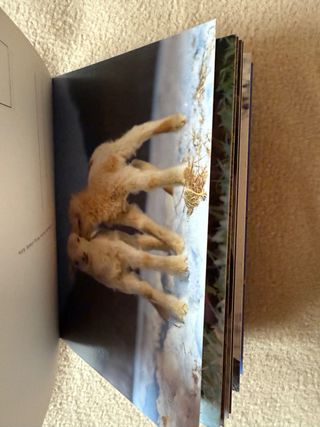 PostcardBook - Baci animali