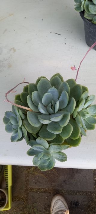 Echeveria succulente