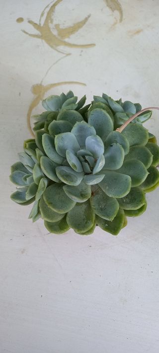 Echeveria succulente