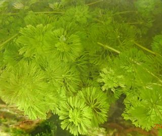 Plantas Acuario - Cola de Zorro