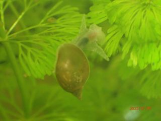 Plantas Acuario - Cola de Zorro