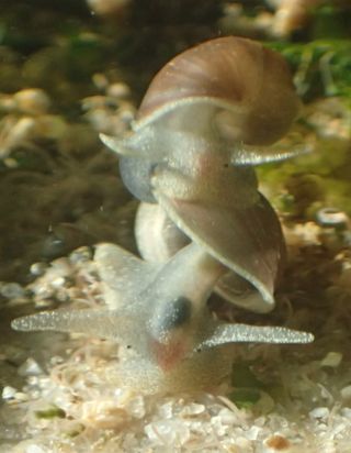 Plantas Acuario - Cola de Zorro