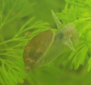 Plantas Acuario - Cola de Zorro