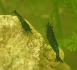 Plantas Acuario - Cola de Zorro