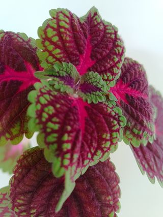 Coleus: Planta verde y rosa