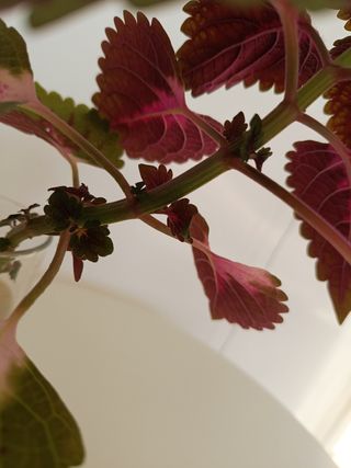Coleus: Planta verde y rosa