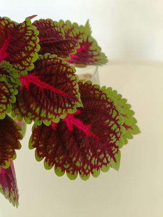 Coleus: Planta verde y rosa