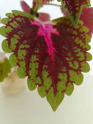 Coleus: Planta verde y rosa