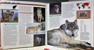 Sellos UN - Especies en Peligro Extinción 1993