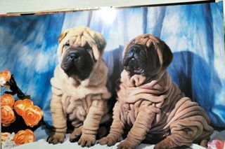2 Poster cuccioli Shar Pei & Cocker