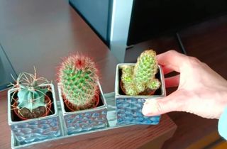 Macetero cactus o portamandos