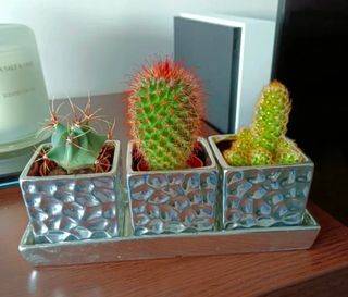 Macetero cactus o portamandos