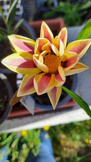 Gazanias - Flores Naranja y Blanca