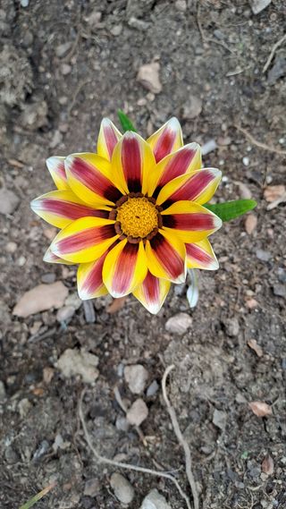 Gazanias - Flores Naranja y Blanca
