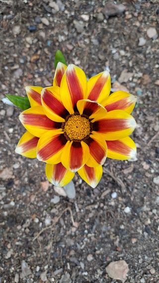 Gazanias - Flores Naranja y Blanca