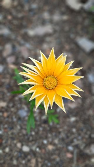 Gazanias - Flores Naranja y Blanca