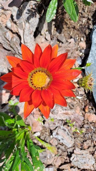 Gazanias - Flores Naranja y Blanca