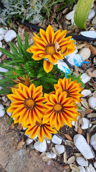 Gazanias - Flores Naranja y Blanca