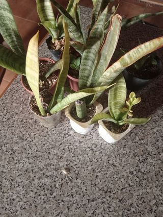 7 Sansevierias - Plantas