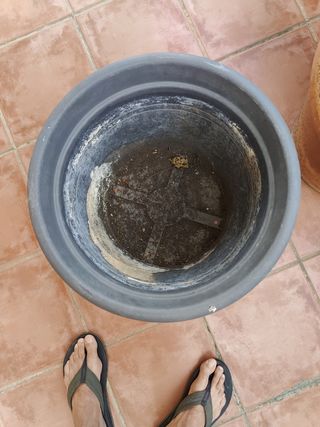2 Macetas: Terracota y Plástico grandes.
