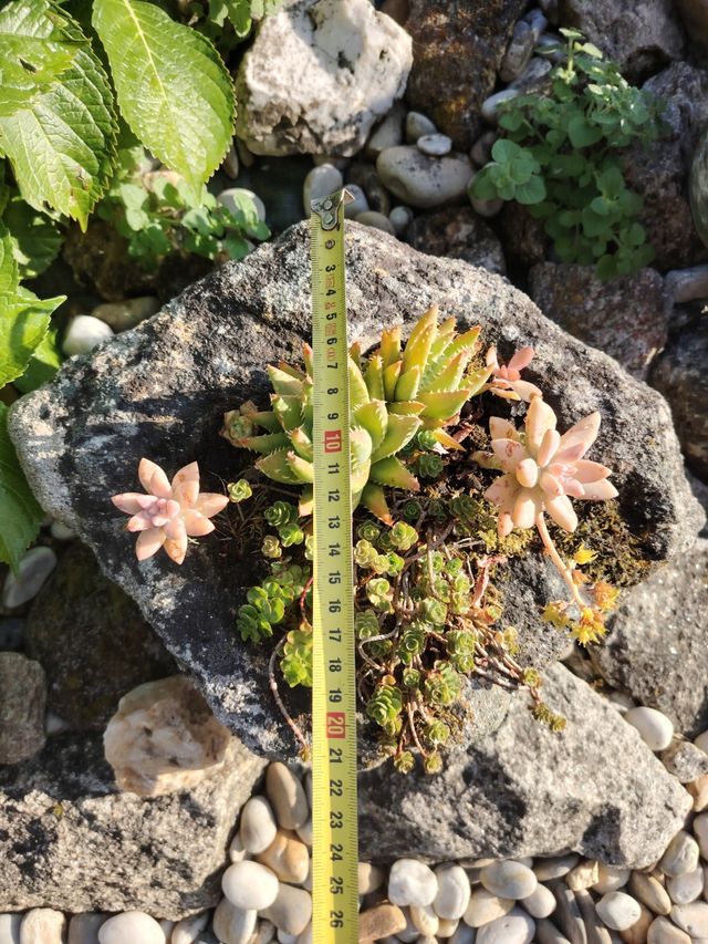 Maceta piedra suculentas.