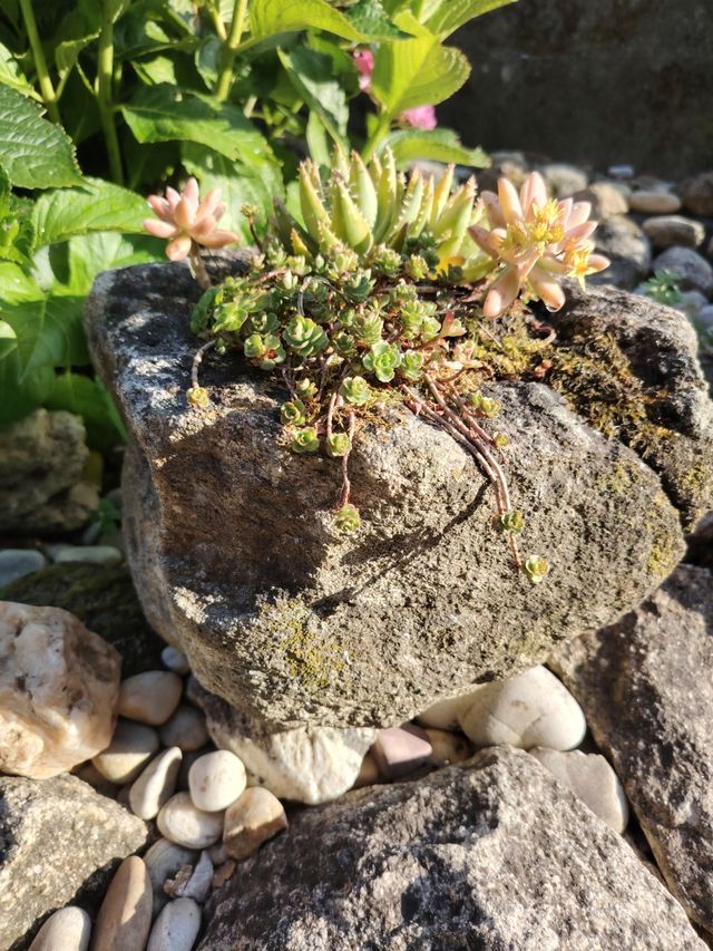 Maceta piedra suculentas.