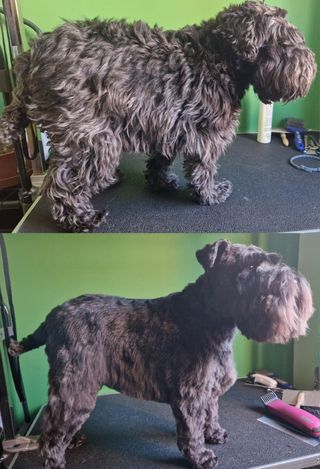 Peluquería canina