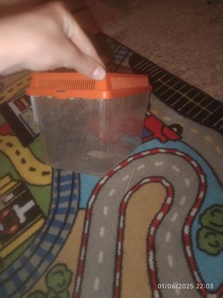 Pecera pequeña naranja