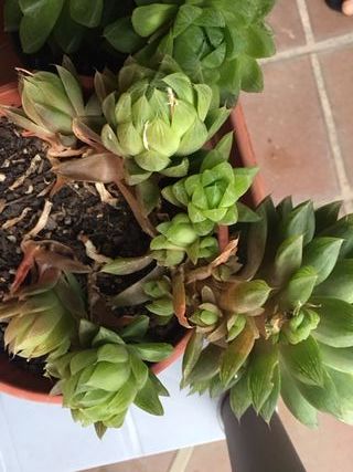 Plantas suculentas de varios tipos