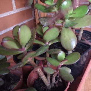 Plantas suculentas de varios tipos