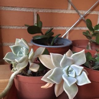 Plantas suculentas de varios tipos