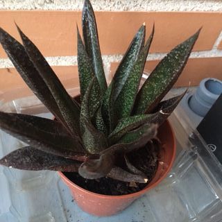 Plantas suculentas de varios tipos